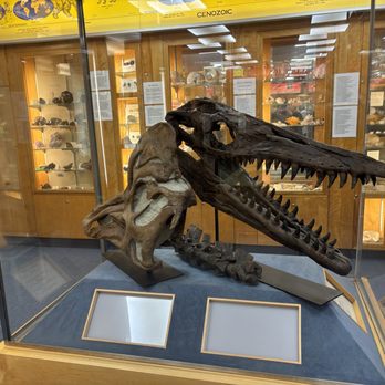 Hicksville Gregory Museum - A Mosasaur skull cast. Mosasaur teeth can sometimes be found in the streams of Monmouth County, NJ - Museums Near Me - Hicksville, New York Hicksville Gregory Museum - A Mosasaur skull cast. Mosasaur teeth can sometimes be found in the streams of Monmouth County, NJ - Museums Near Me - Hicksville, New York