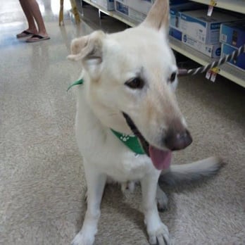 Forever Home Dog Training - One of the many homeless dogs I have worked with to improve behavior, now in his 'forever home.' - Pet Training Near Me - Las Vegas, Nevada Forever Home Dog Training - One of the many homeless dogs I have worked with to improve behavior, now in his 'forever home.' - Pet Training Near Me - Las Vegas, Nevada