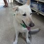 Forever Home Dog Training