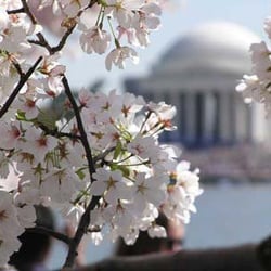 Jason Trotman - DC Cherry Blossom Festival