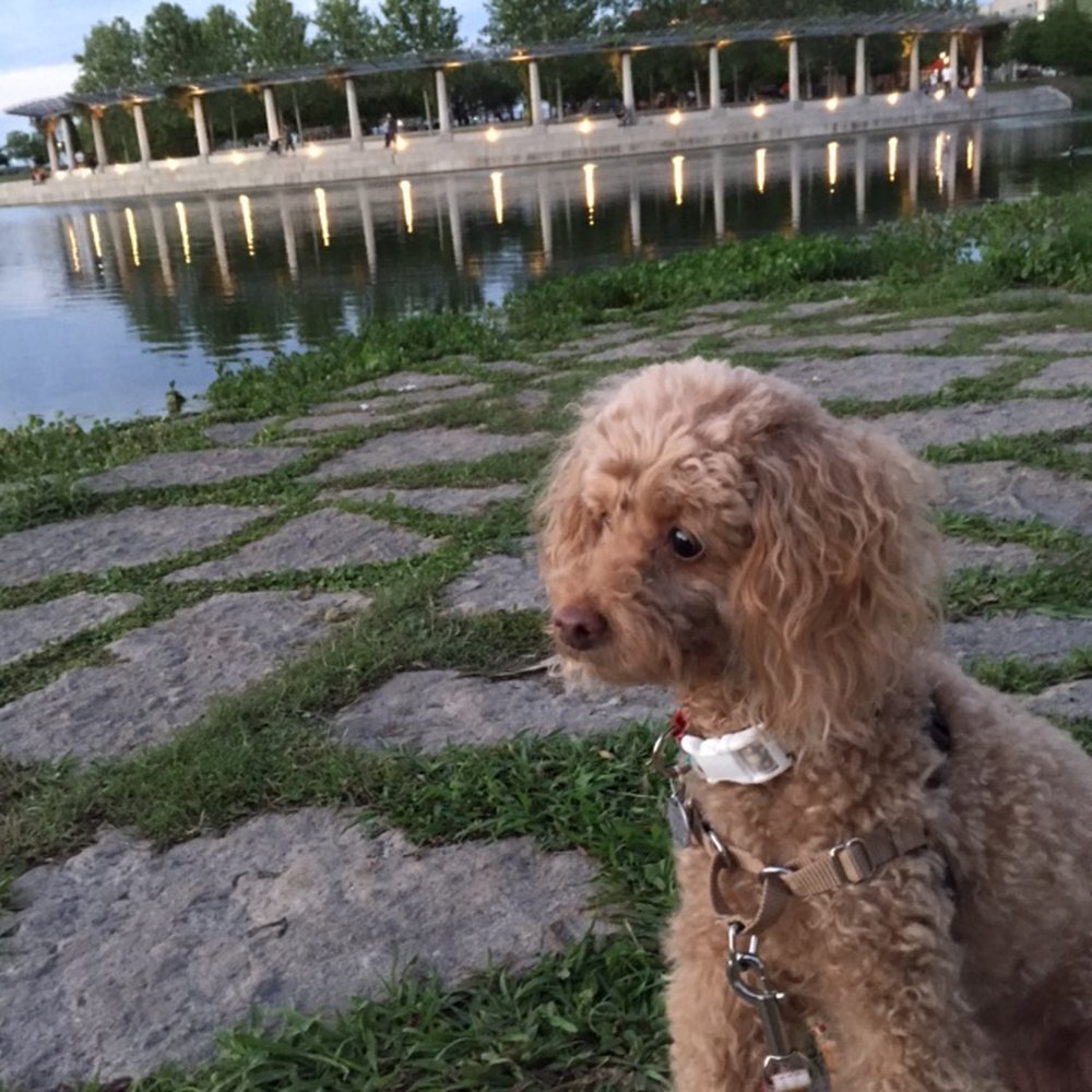 Veterinary Surgical Solutions - After surgery, she is completely healed and ready to chase the geese at the park! - Veterinarians Near Me - Austin, Texas Veterinary Surgical Solutions - After surgery, she is completely healed and ready to chase the geese at the park! - Veterinarians Near Me - Austin, Texas