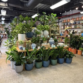 PlantShed - Beautiful plants - Florists Near Me - New York, New York PlantShed - Beautiful plants - Florists Near Me - New York, New York