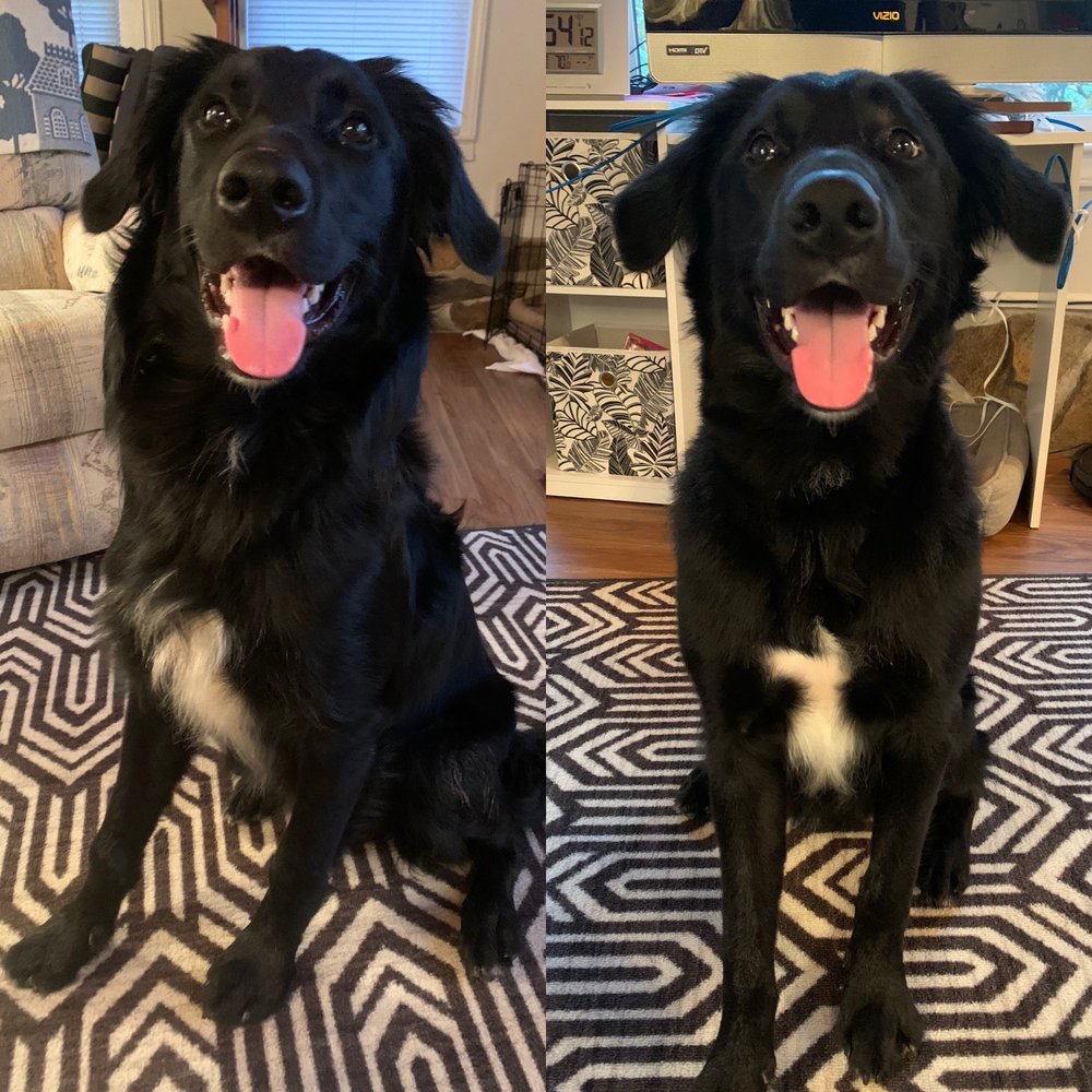 DAPPER DOG MOBILE GROOMING Updated August 2024 140 Dugger Dr