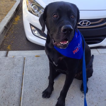 PetSmart - Freshly bathed and looking dapper! - Pet Stores Near Me - Phoenix, Arizona