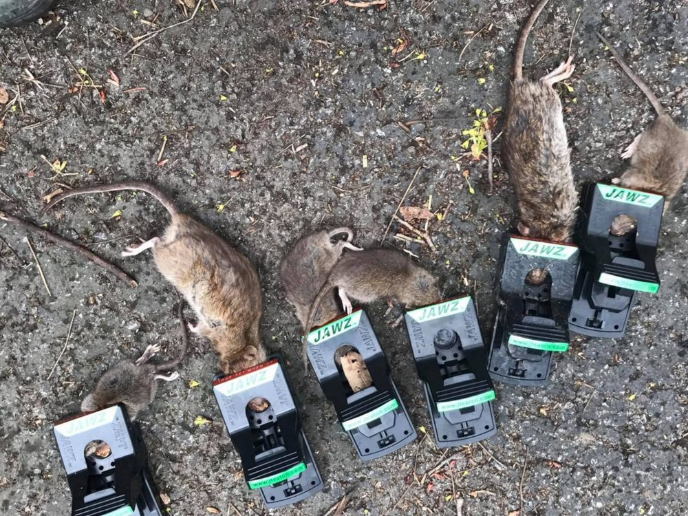 PEST ANIMAL REMOVAL BALTIMORE Updated April 2024 42 Photos