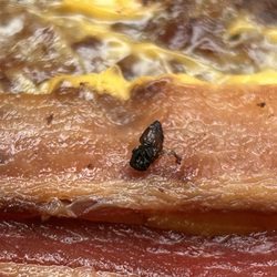 Wendy's - A dead bug