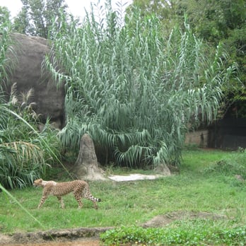 Memphis Zoo - Cheetah pacing back and forth. - Zoos Near Me - Memphis, Tennessee Memphis Zoo - Cheetah pacing back and forth. - Zoos Near Me - Memphis, Tennessee
