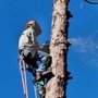 Aspen Tree Service