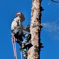 Aspen Tree Service