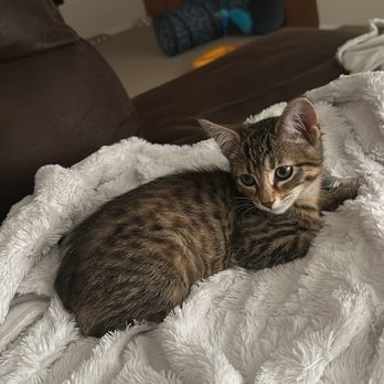 Capital Area Humane Society - Animal Shelters Near Me - Lansing, Michigan