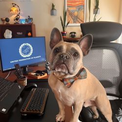 Livengrin Foundation - Chopper
Chief Puppy Officer (CPO)