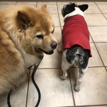 High Point Animal Hospital - Doggos waiting for their personal physician, Dr. Liska. Though it's no trip to the park, they always leave healthier - Veterinarians Near Me - Plano, Texas High Point Animal Hospital - Doggos waiting for their personal physician, Dr. Liska. Though it's no trip to the park, they always leave healthier - Veterinarians Near Me - Plano, Texas