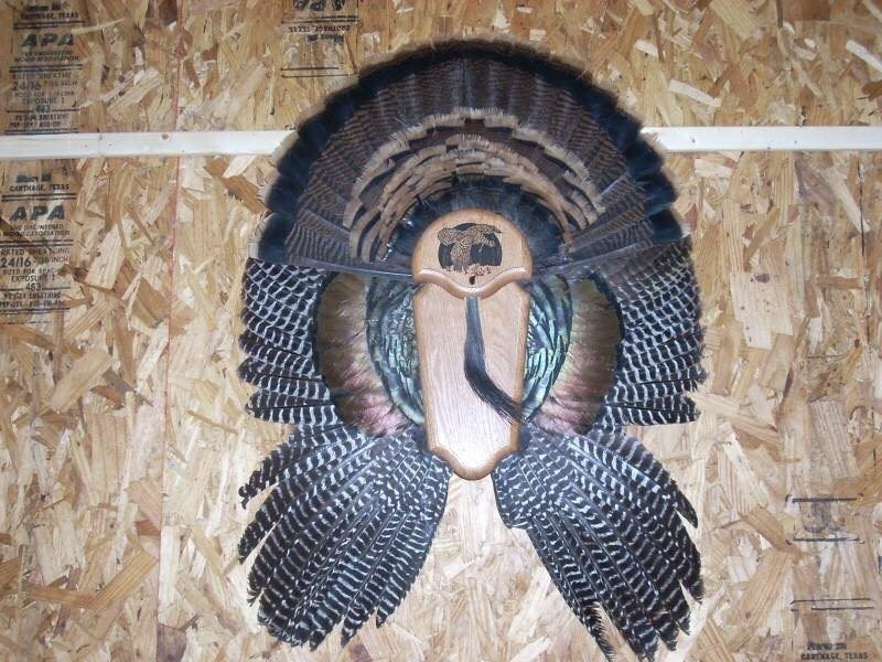 Arbuckle Taxidermy - taxidermy in Davis, OK