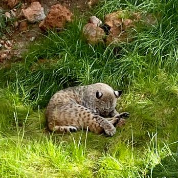 Bearizona - Zoos Near Me - Williams, Arizona