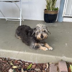 Best Friend Dog Grooming - Before