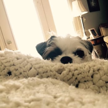 Wee Little Paws Inn - Molly! - Pet Sitting Near Me - Deer Park, Illinois Wee Little Paws Inn - Molly! - Pet Sitting Near Me - Deer Park, Illinois