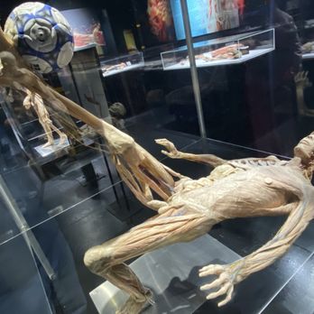Bodies Human - Museums Near Me - Gatlinburg, Tennessee
