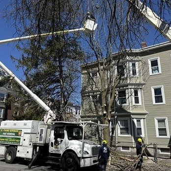 El Chamo Tree Removal Services - Tree Services Near Me - Lawrence, Massachusetts El Chamo Tree Removal Services - Tree Services Near Me - Lawrence, Massachusetts