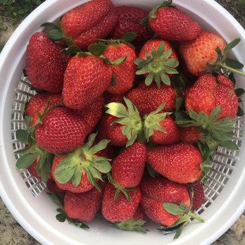 DJ's Berry Patch - Fresh strawberries! - Do-It-Yourself Food Near Me - Apex, North Carolina