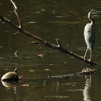 Lake Waterford Park - Two old friends. Taken by Avionna Desh. - Lakes Near Me - Pasadena, Maryland