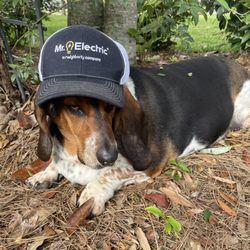 Mr. Electric of Gulfport - Lucy...Mr. Electric's trusty helper!