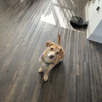 Beyond Grooming - Full service bath - Pet Groomers Near Me - San Marcos, Texas