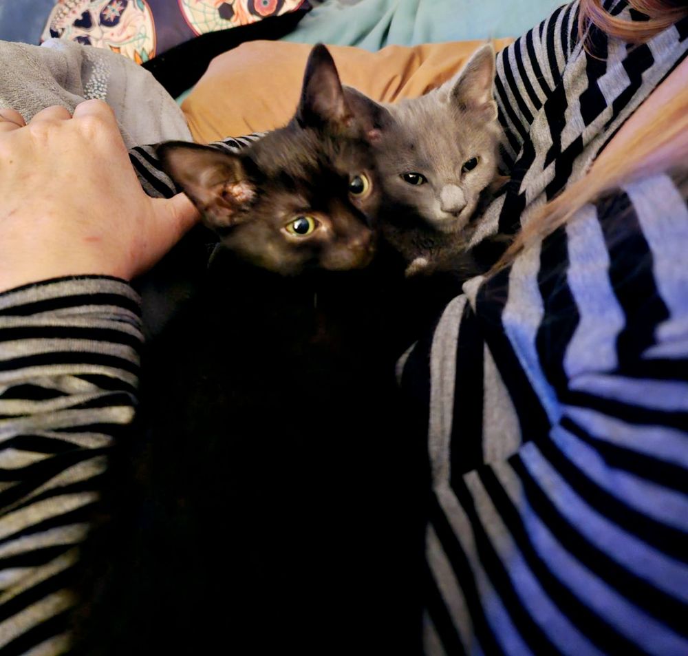 EUCLID ANIMAL SHELTER Updated November 2024 25100 Lakeland Blvd