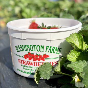 Washington Farms - Bucket of Strawberries, not quite full yet ;) - Farmers Market Near Me - Bogart, Georgia Washington Farms - Bucket of Strawberries, not quite full yet ;) - Farmers Market Near Me - Bogart, Georgia