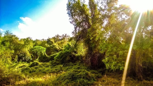Sabal Palm Sanctuary by null