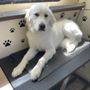 Photo of Canine Barber