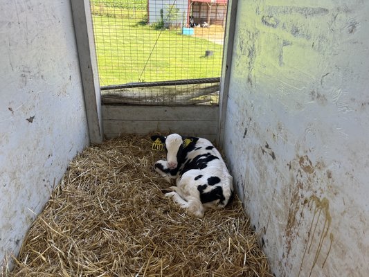 South Mountain Creamery by null