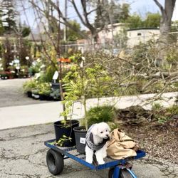 Berkeley Horticultural Nursery - " The lamb " went for nursery shopping
