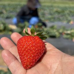 Strawberries in March