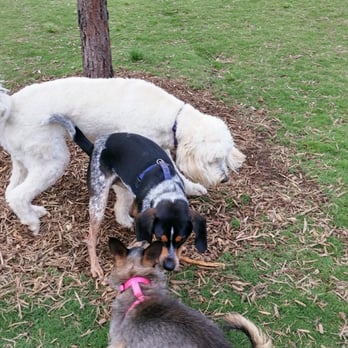 Mary Warner Mack Dog Park - Fighting for the stick! - Dog Parks Near Me - Fort Mill, South Carolina Mary Warner Mack Dog Park - Fighting for the stick! - Dog Parks Near Me - Fort Mill, South Carolina