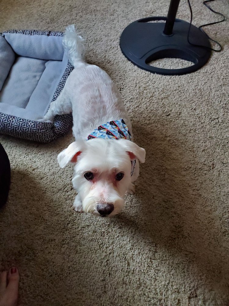 Pet Groomers DEBBIE’S PET SALON 1002 Lexington Rd,