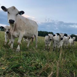 Grateful Graze - This is our Nanny Cow. In the morning and evening when all the other cows are grazing, she takes on the role of watching over the calves.
