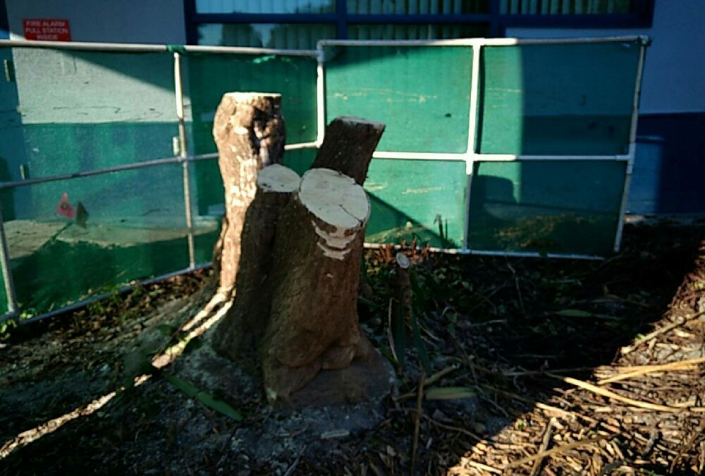 Stumps & Roots - tree service in Saint Petersburg, FL