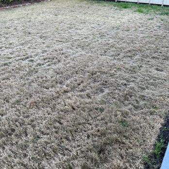 Burbank Sprinkler - After 4 months the grass is officially dead. - Irrigation Near Me - Burbank, California