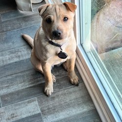 East Coast Brussels Griffon  rescue - Nala (the best pup ever)