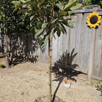 Jera's Gardening - Young loquat tree - Gardeners Near Me Jera's Gardening - Young loquat tree - Gardeners Near Me