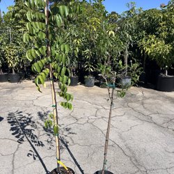 Jene's Tropicals - Pomegranate and Star Fruit Trees 3 gallon