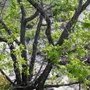 Arbor Tree Service