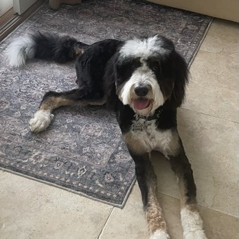 Bark Bath - Pet Groomers Near Me - Walnut, California Bark Bath - Pet Groomers Near Me - Walnut, California