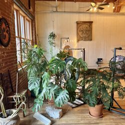 The Inner Warrior - So many plants