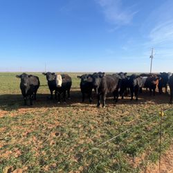 Holy Cow Beef - Grassfed beef cattle out in pasture enjoying the crisp morning air