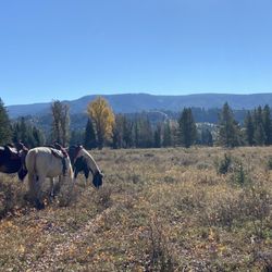 Triangle X Ranch - Rest stop after an hour if riding !