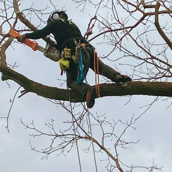 Goodwin's Trees - Tree Services Near Me