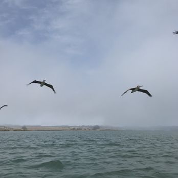 Kayak Connection - Rafting/Kayaking Near Me - Moss Landing, California Kayak Connection - Rafting/Kayaking Near Me - Moss Landing, California