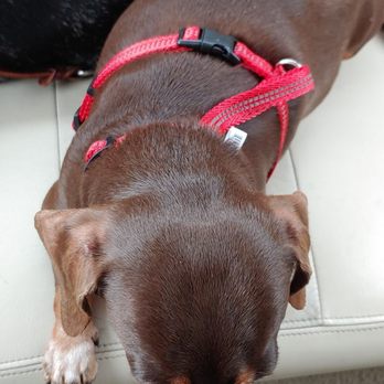 Petco - Pet Training Near Me - Palm Harbor, Florida Petco - Pet Training Near Me - Palm Harbor, Florida