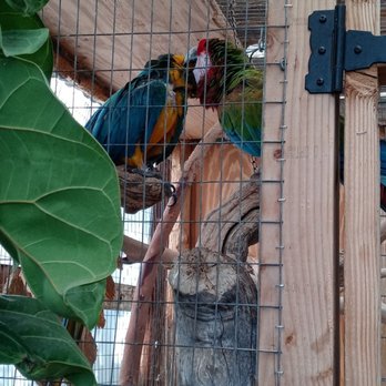 Whitfill Nursery - Two parrots inside the greenhouse. - Nurseries & Gardening Near Me - Phoenix, Arizona Whitfill Nursery - Two parrots inside the greenhouse. - Nurseries & Gardening Near Me - Phoenix, Arizona